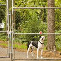 Types of dog fences and their benefits